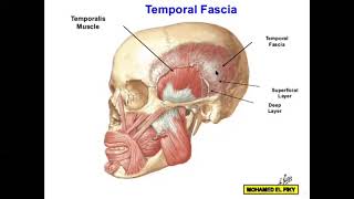 Temporal amp Infratemporal Fossae [upl. by Rabush]