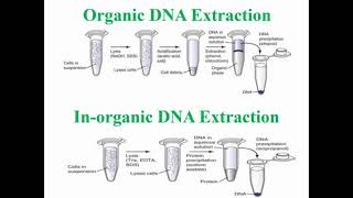 Steps of Organic and Inorganic DNA Extraction [upl. by Nyrrek]