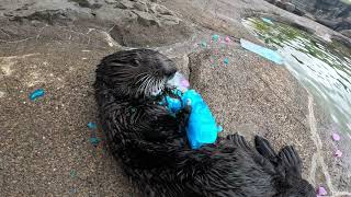 Earle the Sea Otter Turns 3 [upl. by Chaney]