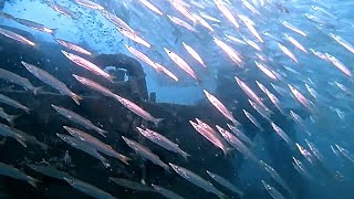 Scuba Diving in Thailand on the HTMS Kut and the HTMS Metaphon [upl. by Chevy]