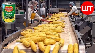 How Canned Corn Is Made  Modern Corn Harvesting Technology  Food Factory [upl. by Norak761]