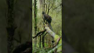 Lyre Bird Mimicking Sounds birds [upl. by Zil]