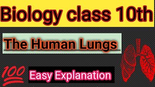 StructureFunction and Location of Lungs  The Lungs Biology class 10th [upl. by Dde540]