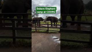 Dubare elephant camp at Coorg [upl. by Kemme]