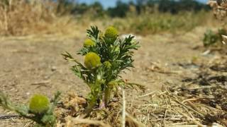 Matricaria discoidea also called pineapple weed [upl. by Ytok214]