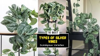 10 Beautiful Scindapsus Varieties  Silver Vines [upl. by Amahcen42]