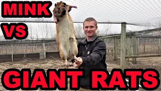 Mink and Dogs Clean Up GIANT Rat Infestation [upl. by Ynnavoj]