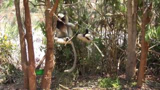 cute sifaka jumping HD [upl. by Naryt]