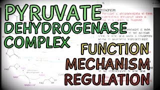 The Pyruvate Dehydrogenase Complex  Function Mechanism and Regulation [upl. by Enelyahs]