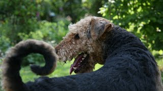 Airedale Terriers Training for Dog Sled Racing [upl. by Yenffad]