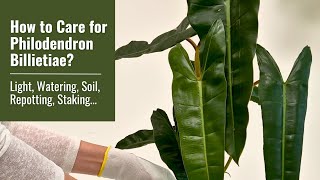 How to Care for Philodendron Billietiae Light Watering Repotting Staking and More [upl. by Htebzil]