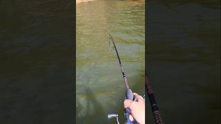 November Spotted Bass Fishing on Lake Lanier [upl. by Doowron778]