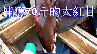 CC字幕 527 捕獲一條70台台斤重超級又肥大紅甘 Seriola dumerili 2023 [upl. by Granthem775]