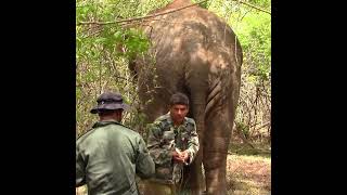 Injecting to elephant  ゾウへの注射  حقن الفيل  Save elephants  Animals  Wildlife  Animaux shorts [upl. by Ful]