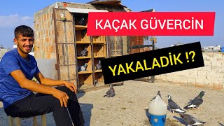 YENİ SEYİSİM KAÇAK GÜVERCİNİ YAKALAYIP KANADİNİ KESTİ [upl. by Thaddaus]