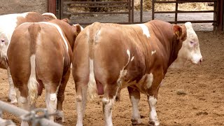 Delfur Simmentals yearling bulls [upl. by Sundstrom149]