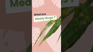 Unmasking Mealy Bugs Your Plant enemies [upl. by Laryssa291]