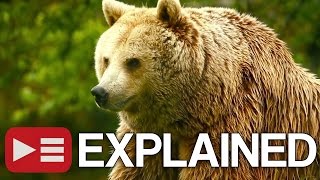 Unedited Footage of a Bear EXPLAINED [upl. by Burdelle645]