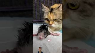 Adorable kittens kitten catmantoo cat caturday cute catmeo catlover meow animals [upl. by Antoine]