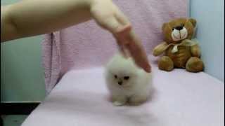 Micro teacup Pomeranian puppies for sale [upl. by Oner]