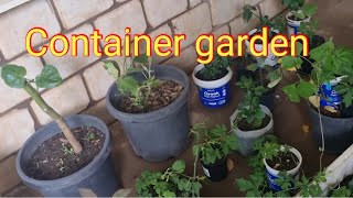 Container gardening as a slow transition approach to semiArid region Outback gardening Queensland [upl. by Notrab]