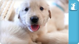 Adorable Golden Retriever Puppies in a Baby Basket  Puppy Love [upl. by Grayce]