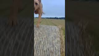 Dog Olympics The hay bale race [upl. by Etac]