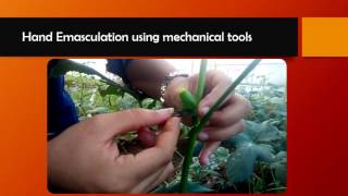 Emasculation in Okra Plants [upl. by Hnad]