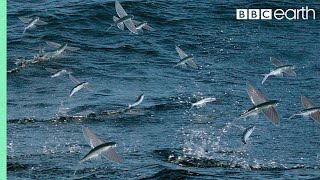 Flying Fish Picked Off From Above And Below  The Hunt  BBC Earth [upl. by Rosalinda]