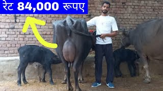 छोटा बंम 🔥 रेट 84000 रूपए  2 भैसें बिक्री के लिए उपलब्ध👍 Guri Dairy Farm 7404043600 [upl. by Granville338]