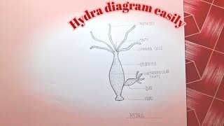 How to drawHydra diagram very easilyहाइड्र् चित्र बनाए।। [upl. by Cardinal270]