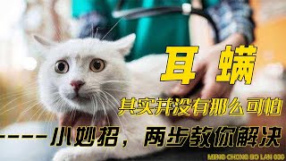 耳螨，其实并没有那么可怕！小妙招：两步教你解决耳螨！ [upl. by Ydorb]