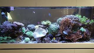 Peninsula Reeftank after 3 Years and 3 Month [upl. by Montana]