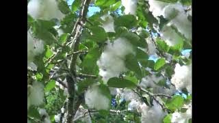 Summer Snow  The Cottonwood Populus deltoides [upl. by Fabi928]