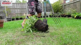 HOW TO DIVIDE WHITE ASTILBE DIVISION OF PLANT [upl. by Vardon]