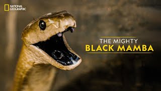 The Mighty Black Mamba  Legends of Venom  हिन्दी  National Geographic [upl. by Anotyal421]