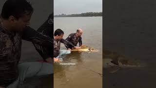 SOLTANDO MAIS UMA PIRARARA NA POUSADA REI DAS PIRAIBAS PEIXE BOM É PEIXE VIVO [upl. by Jasper686]