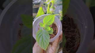 Garden Tips 😀🌿☘️gardenindia instagram viralvideosrilankaviralshort flowerscapcutlovemusic [upl. by Lemrej]