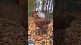 Wow rabbit and hen friendship cute funny animals rabit rabbit chicken funnycute [upl. by Gilberto]