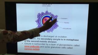 General Embryology  Part II  First and second week of development by Dr Vijaya [upl. by Enomis]