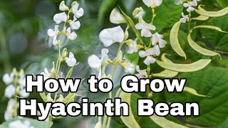 How to Grow Hyacinth Bean [upl. by Docile]