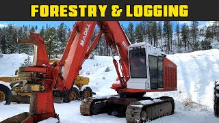 Madill Feller Buncher Winter Cut  Real Life Forestry amp Logging  FDR Logging [upl. by Bugbee72]