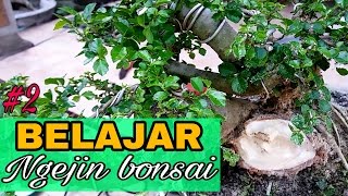 Belajar ngejin bakalan bonsai Serut  Streblus asper  Part 2 [upl. by Llebana]