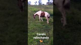 Cavalo 🐎 relinchando [upl. by Herby]