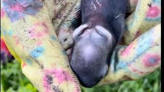 Beagle and Great Pyrenees coonhound find a newborn bunnies nest [upl. by Sulokcin274]