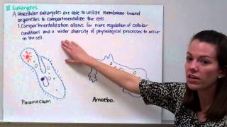 Introduction to Physiology Part 1 Prokaryotes vs Eukaryotes Fungi [upl. by Resarf]