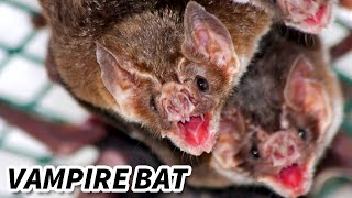 Vampire Bat Facts They EAT BLOOD 🦇 Animal Fact Files [upl. by Ajnotal]