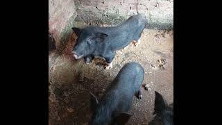 Naturally Raised Black Pigs Fed on Greens The Secret to Clean Farming [upl. by Berny]