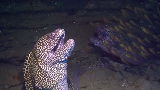 Moray Eel Launches Surprise Attack On Diver [upl. by Kipp178]