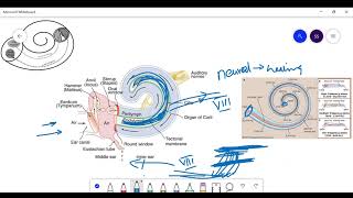 The hearing apparatus Weber test and Rinne test [upl. by Ailin]